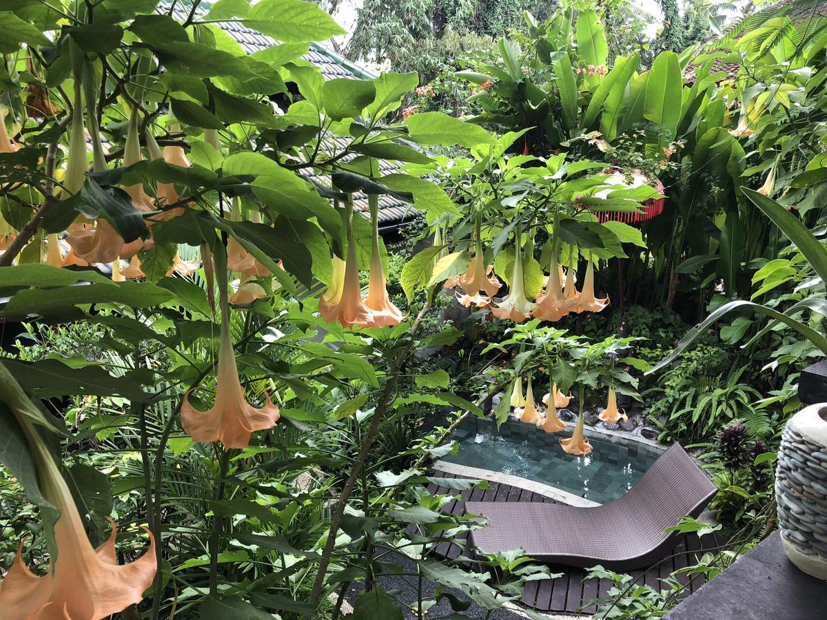 White Lotus Oasis Ξενοδοχείο Ουμπούντ Εξωτερικό φωτογραφία